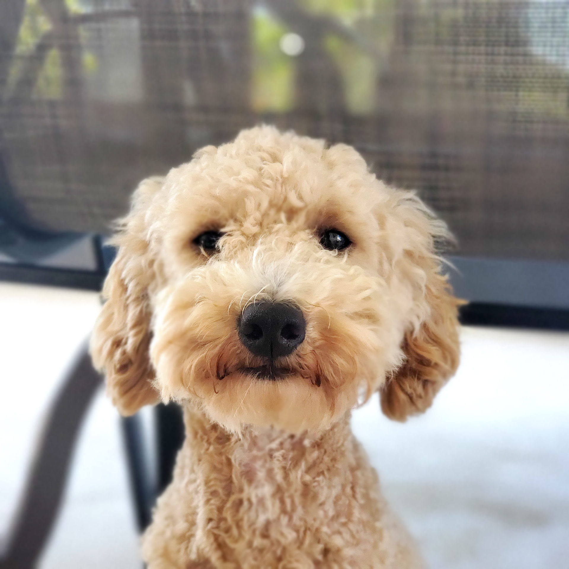 Mini Poodle Arlo